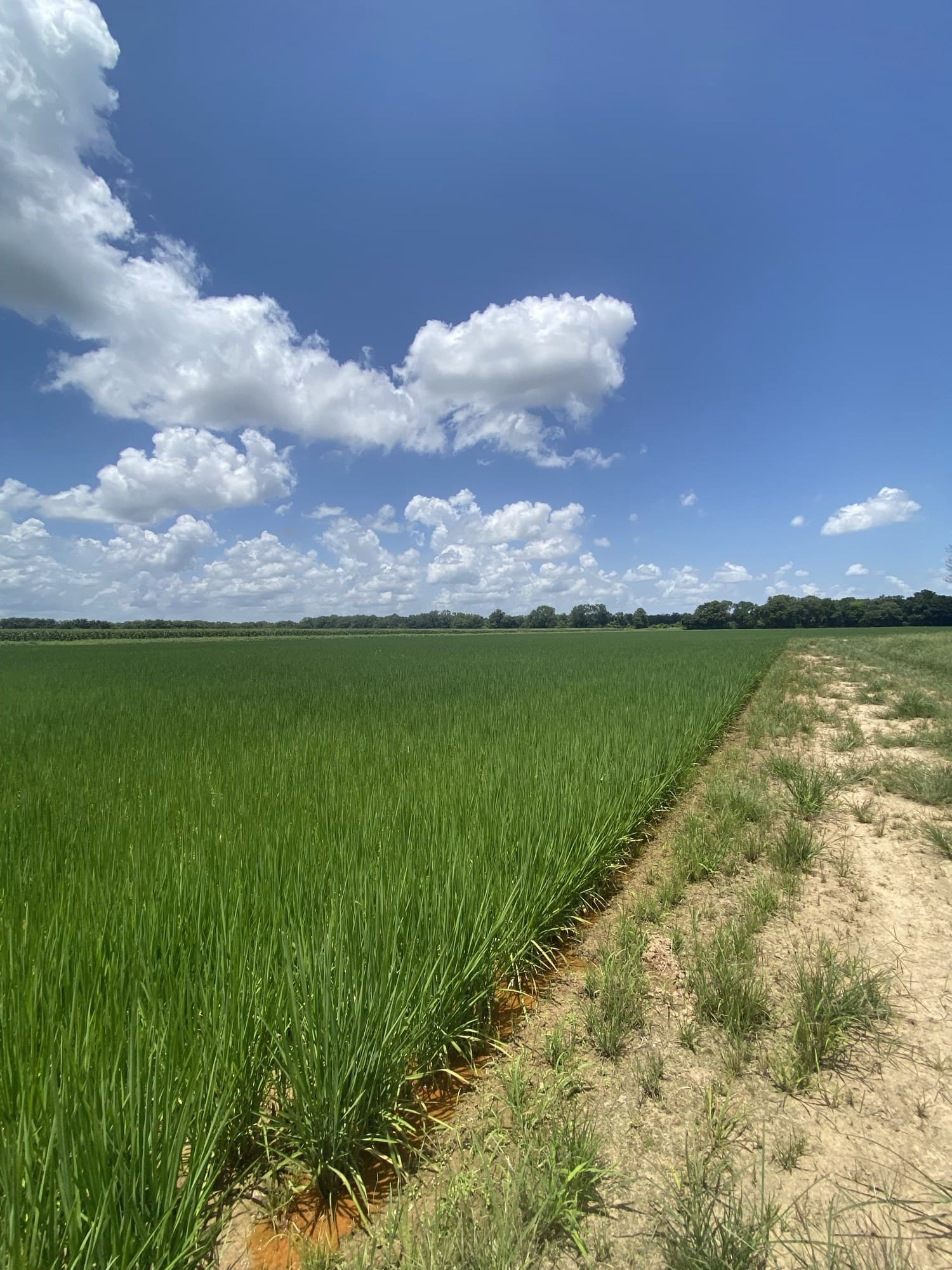 Recreational Land Management by TIMCO in Thibodaux, Louisiana