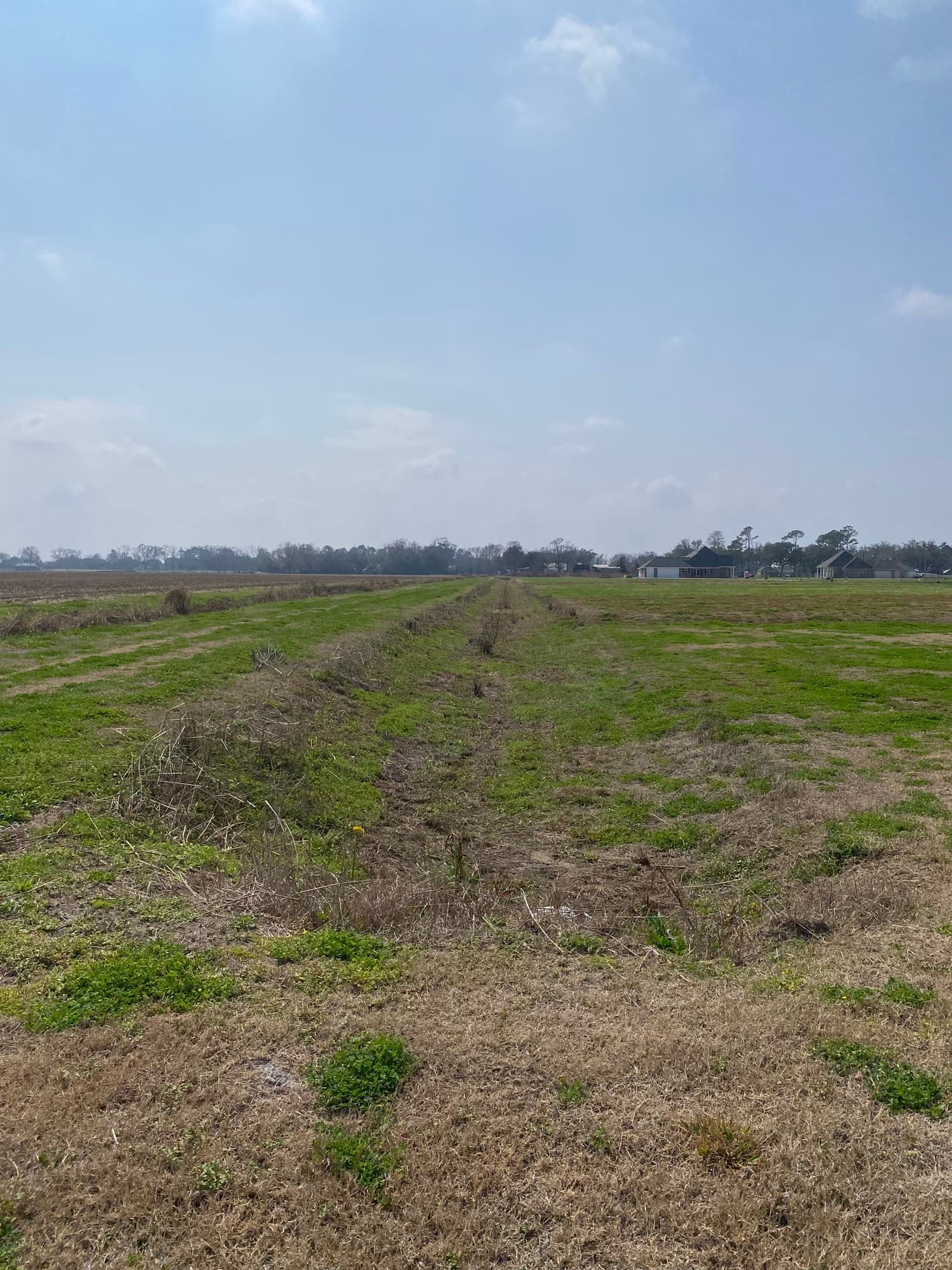 Open rural pasture managed by TIMCO in the Bayou Region