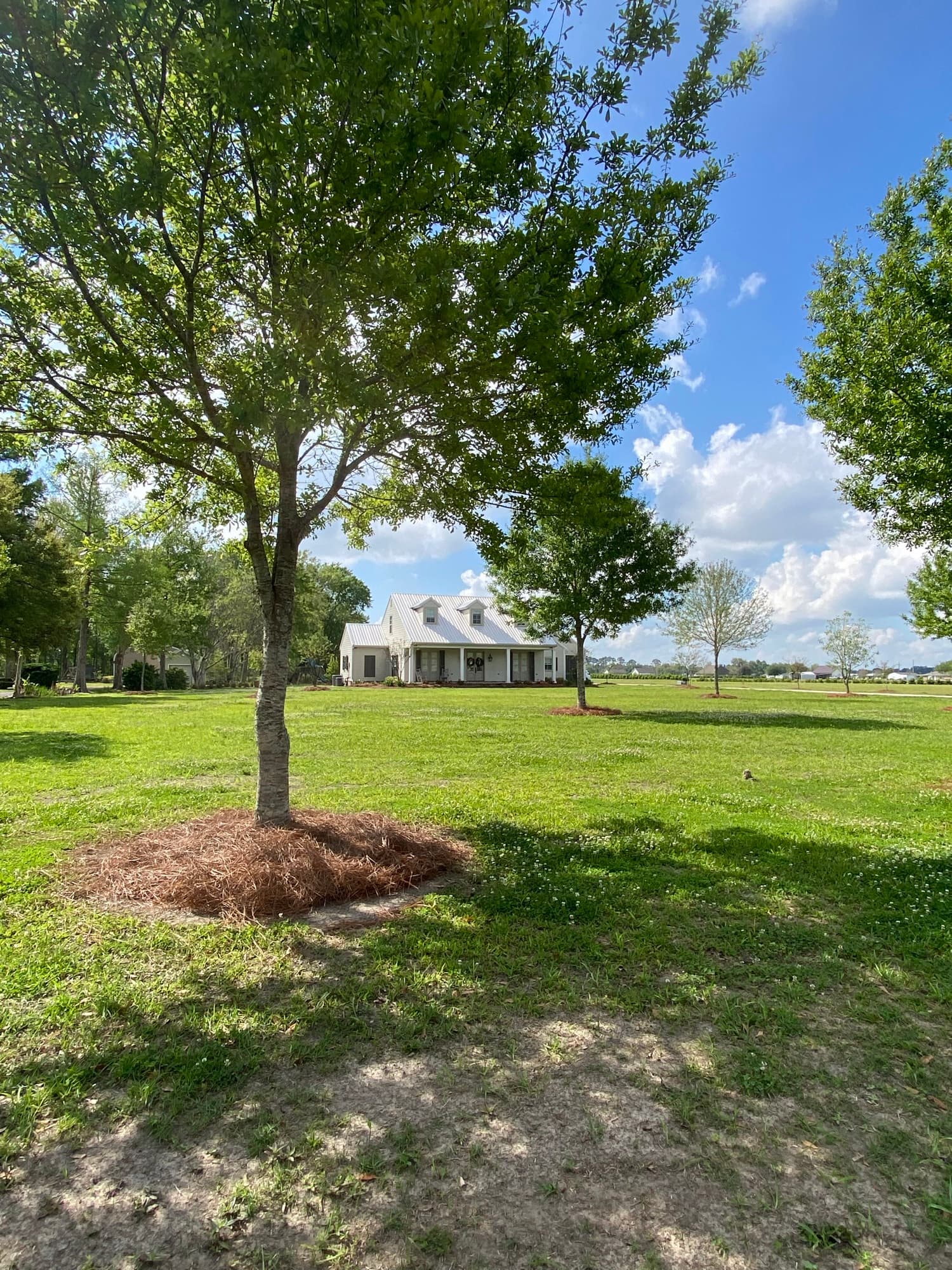 Large commercial building under oaks maintained by TIMCO