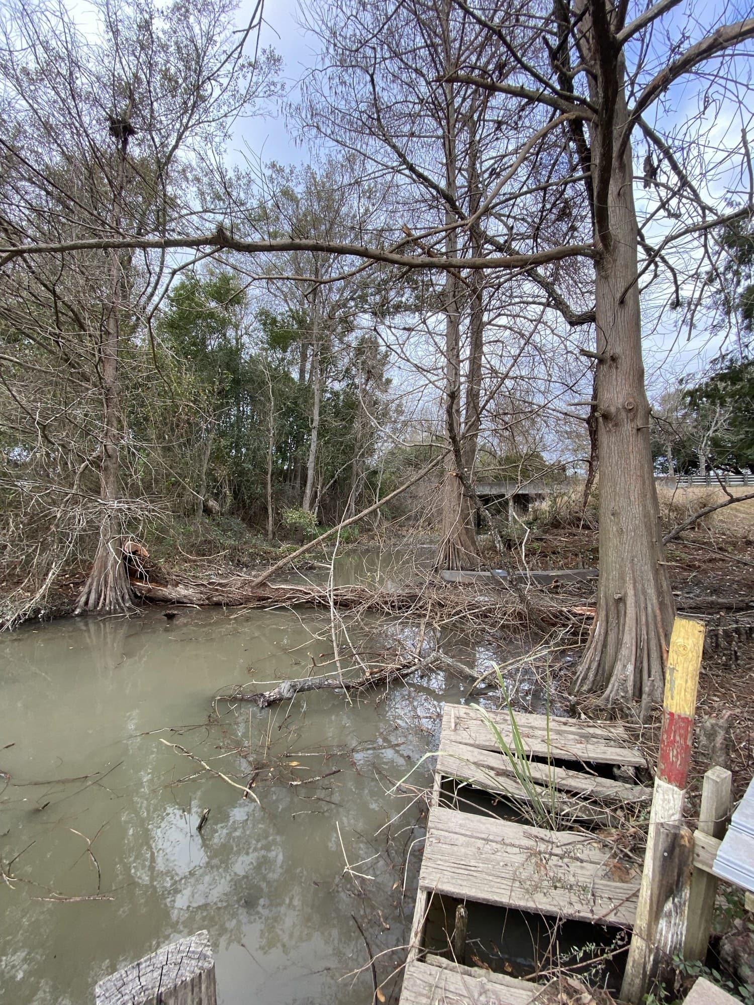 A cypress-lined canal cleared and opened back up by TIMCO in the Louisiana Bayou Region