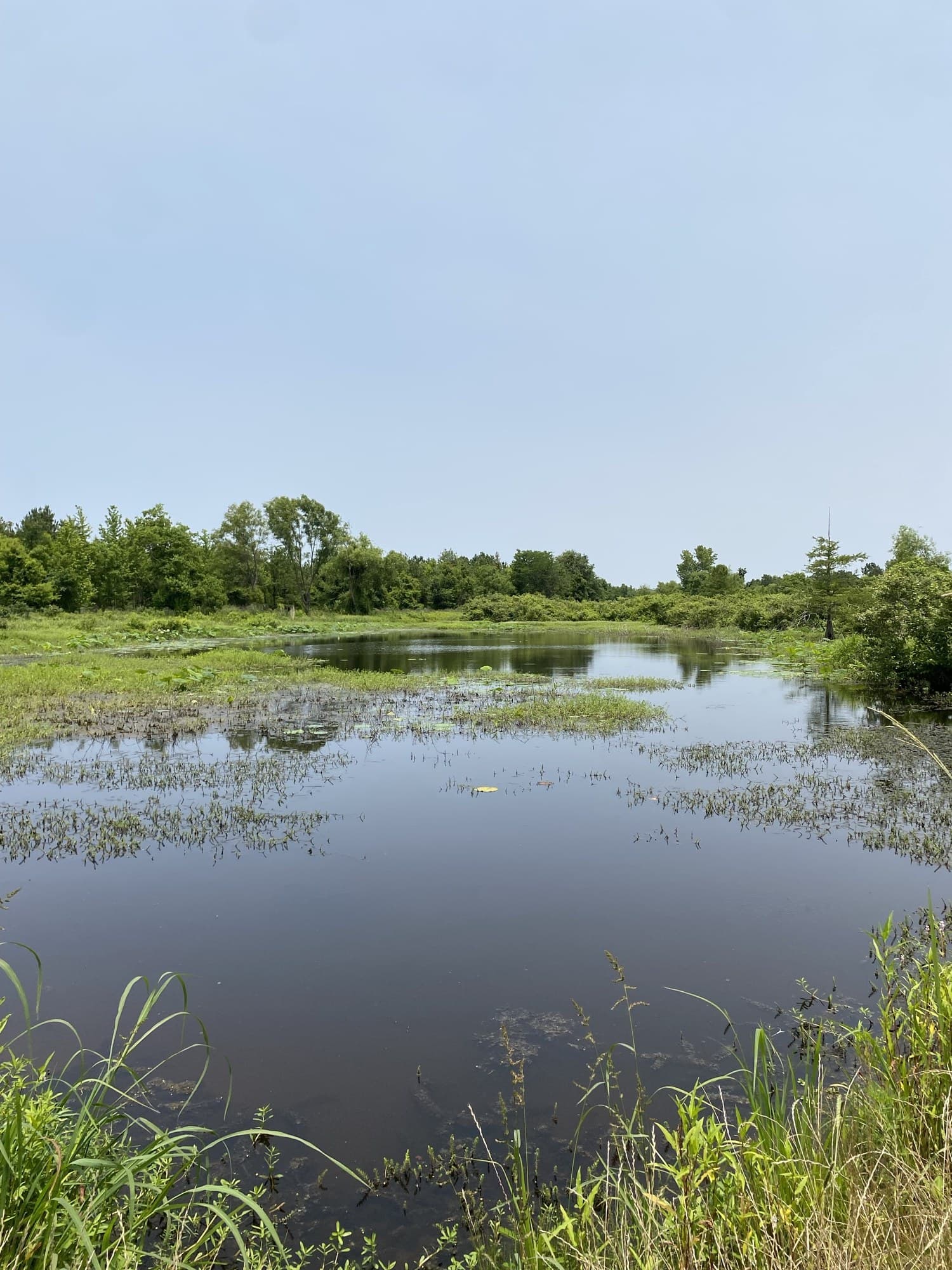Flooded marsh and treeline on recreational ground in Louisiana