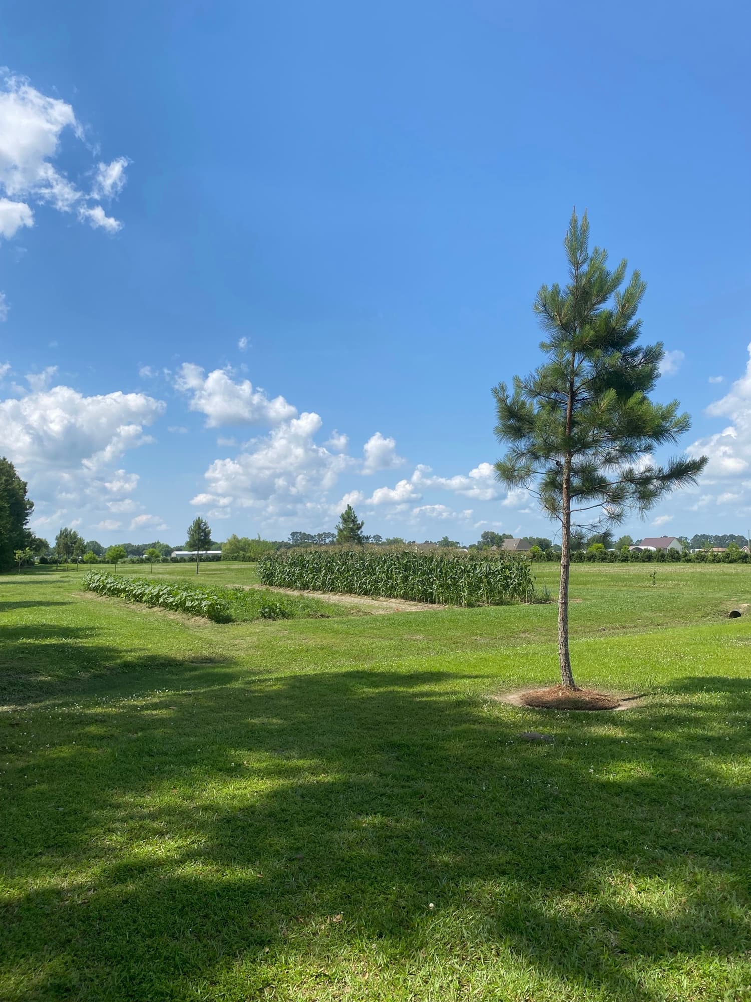 Lone pine in a mowed field on managed land